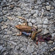 Une grenouille