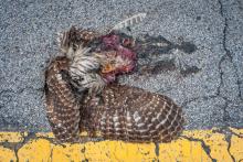 Animal écrasé