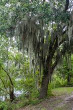 Bayou