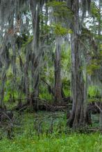 Bayou