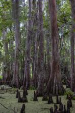 Bayou
