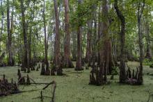 Bayou